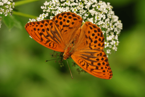 Perleťovec stříbropásek (Argynnis paphia) je naším běžným a prakticky nezaměnitelným druhem denního motýla. I znalost rozšíření tohoto běžného motýla v Praze je v současnosti velmi nízká. Dospělce nejčastěji zastihneme, jak sají nektar na osluněných lesních loučkách, světlinách či lesních cestách. Vyskytuje se také na křovitých stráních, náspech železnic atp. (Foto: Marek Zlatník).